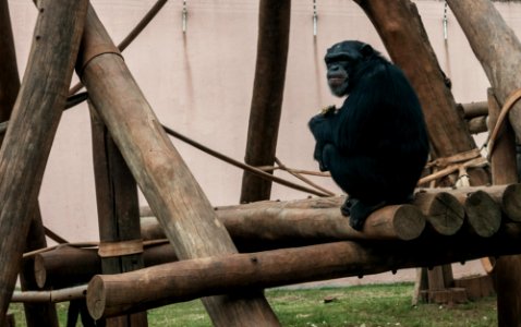 Chimpanzee in São Paulo Zoo photo