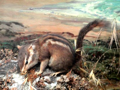 Chipmunk - Pacific Grove Museum of Natural History - DSC06662