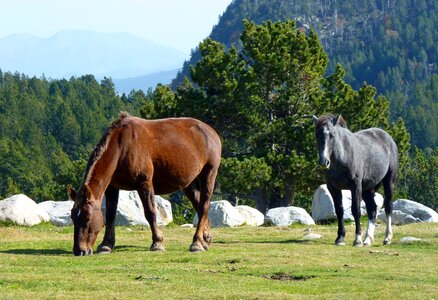 Horses brown horse grass