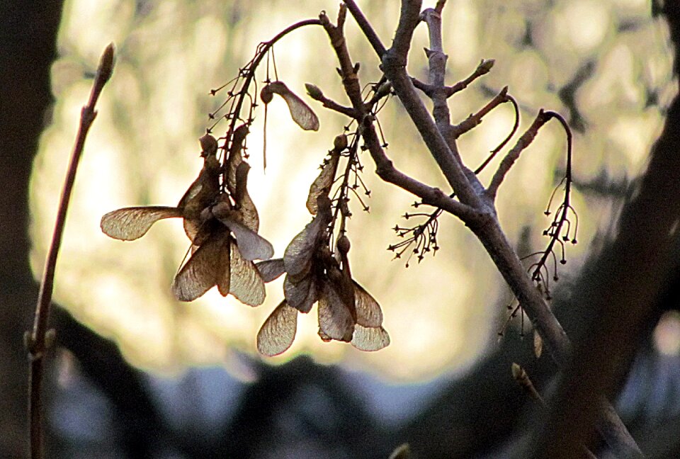 Seeds winter morning