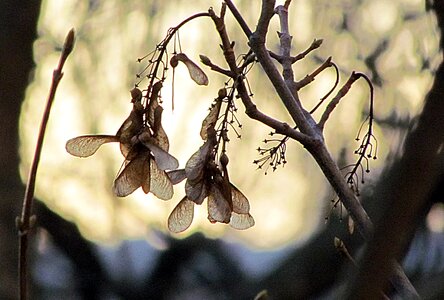 Seeds winter morning