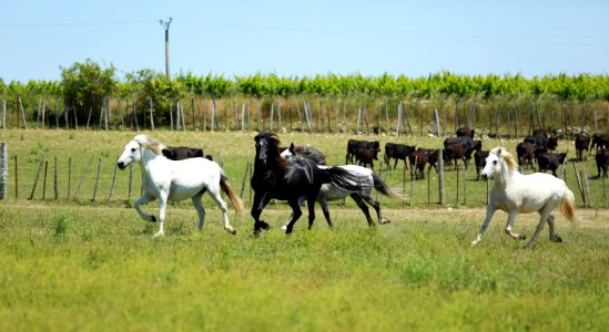 Chevaux et taureaux à la manade Alain
