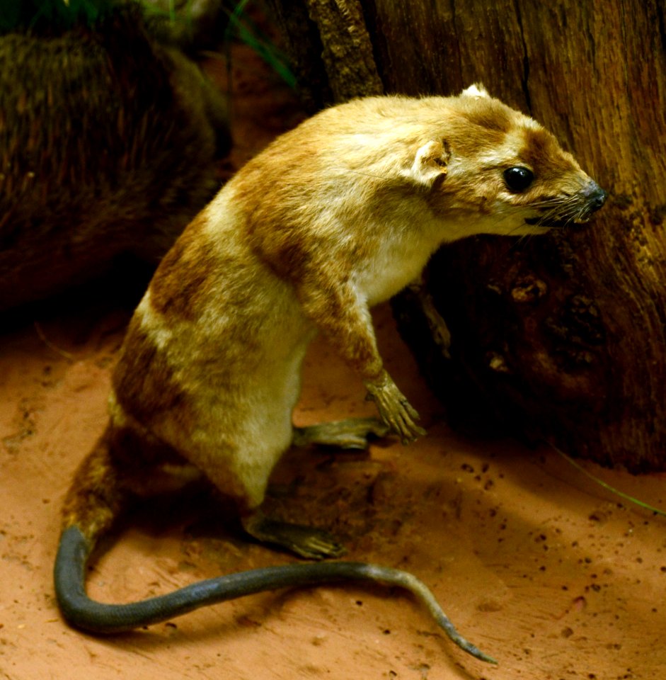 Chironectes minimus Yapock Musée d'Histoire Naturelle Tournai 27122015 1