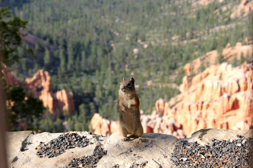 Chipmunk at Bryce Canyon