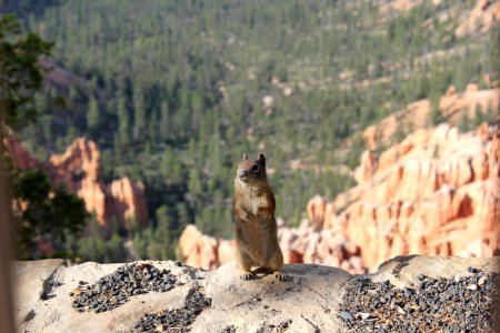 Chipmunk at Bryce Canyon photo