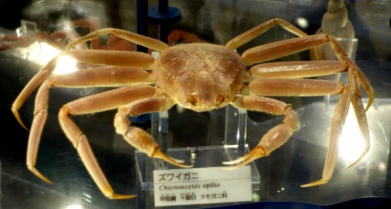 Chionoecetes opilio - National Museum of Nature and Science, Tokyo - DSC06888