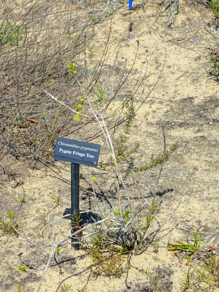 Chionanthus pygmaeus - Bok Tower Gardens - DSC02165