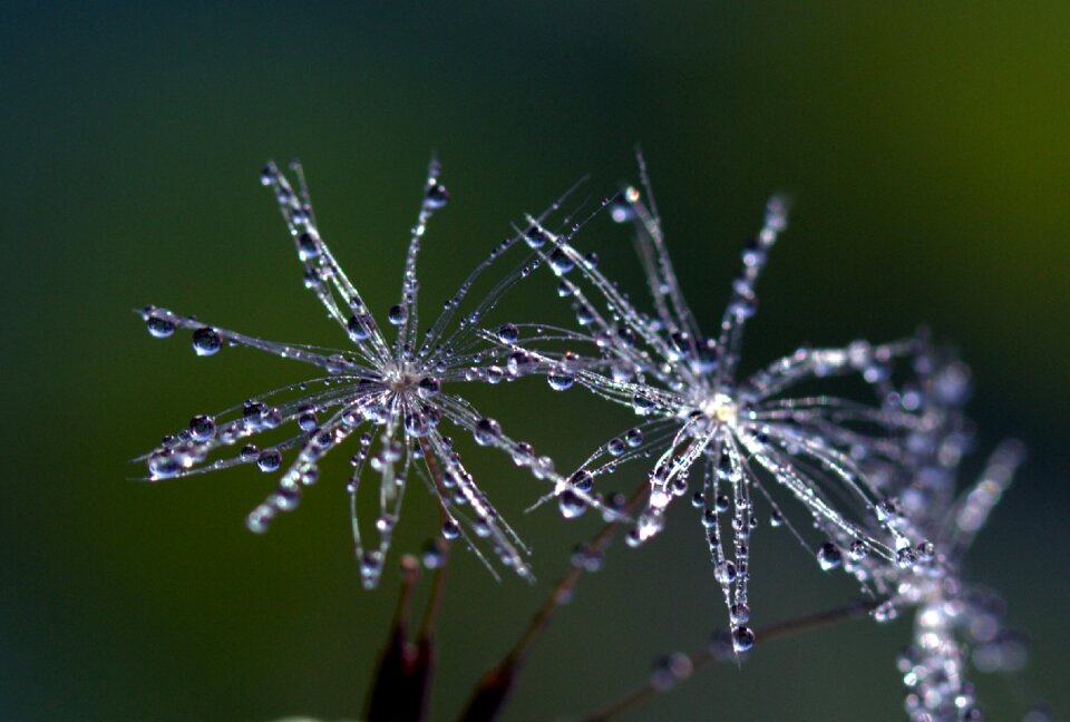Macro plant water