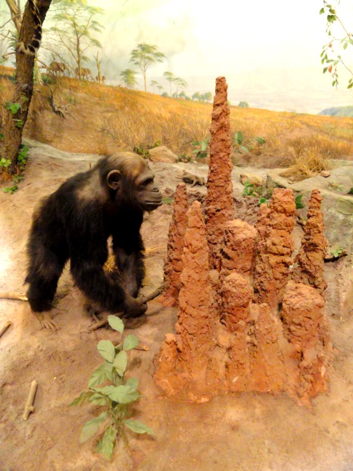 Chimp with termite mound - Springfield Science Museum - Springfield, MA - DSC03357