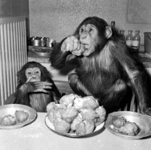 Chimpansees Hilda en Tilly uit Artis, Bestanddeelnr 917-2816