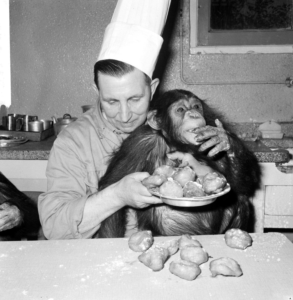Chimpansees Tilly en Hilda uit Artis eten oliebollen, ee van de chimpansees met , Bestanddeelnr 918-6179