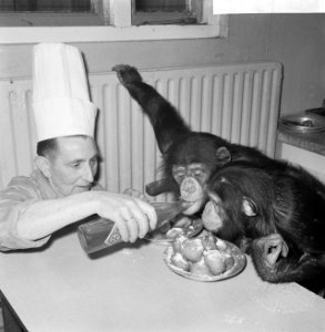 Chimpansees Tilly en Hilda uit Artis eten oliebollen, Bestanddeelnr 918-6180
