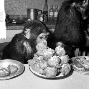 Chimpansees Hilda en Tilly uit Artis, Bestanddeelnr 917-2815