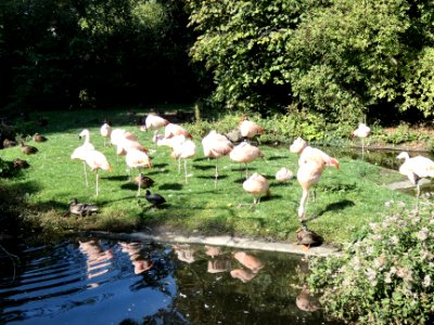Chile-Flamingos ZooHalle