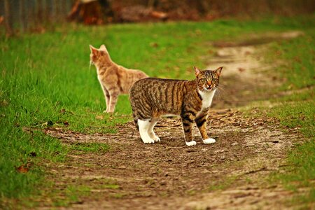 Domestic cat tiger cat mackerel