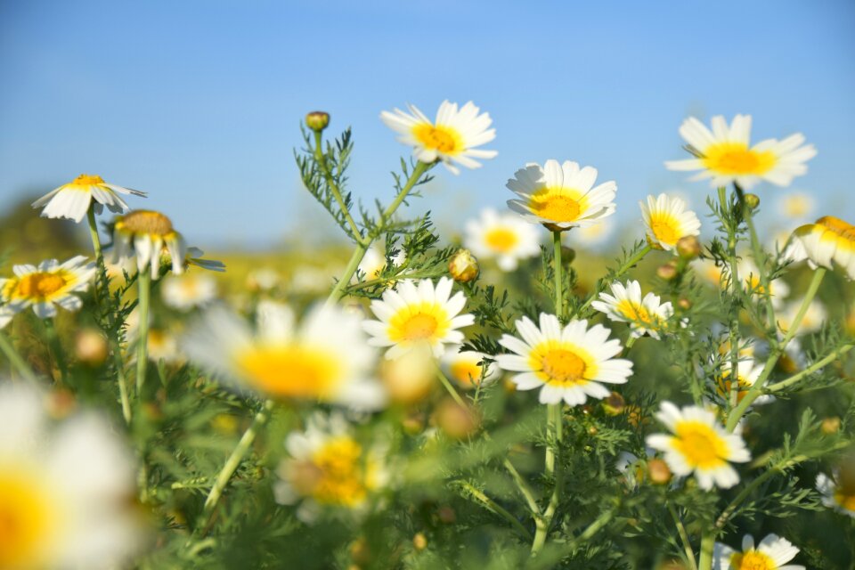 Margaret wild nature flower