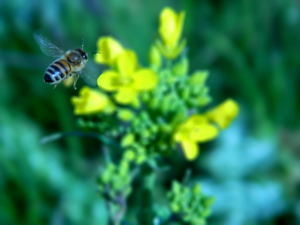 Chilean Bee (224662631)