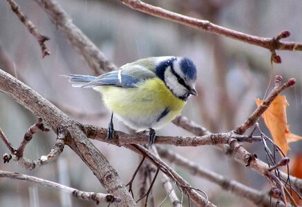 Blue tit bird photo