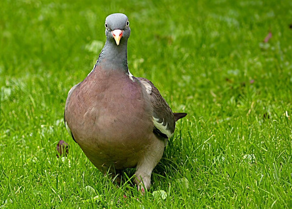Bird foraging garden