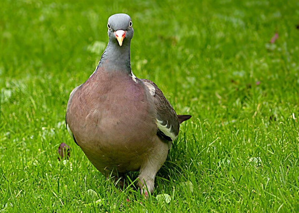 Bird foraging garden photo