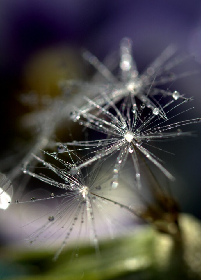 Macro plant water