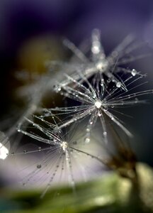Macro plant water