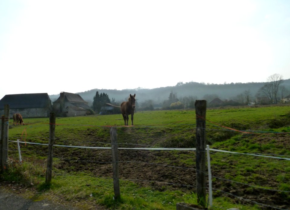 Chevaux à Artiguelouve