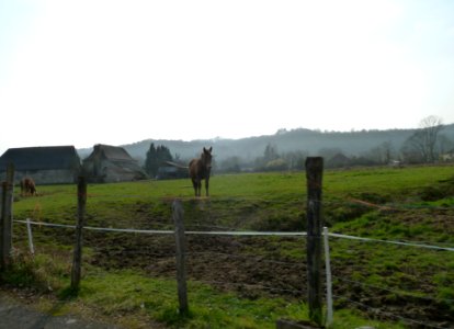 Chevaux à Artiguelouve