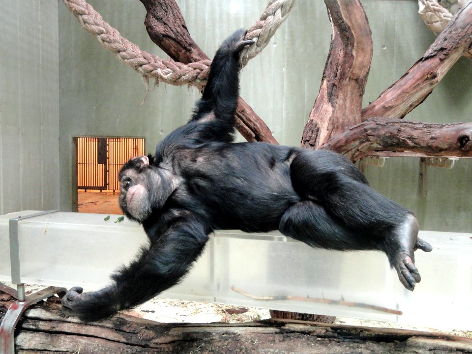 Chimpanzee - Copenhagen Zoo - DSC09107