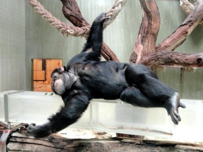 Chimpanzee - Copenhagen Zoo - DSC09107 photo