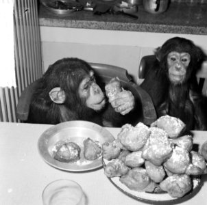 Chimpansees Hilda en Tilly uit Artis, Bestanddeelnr 917-2806