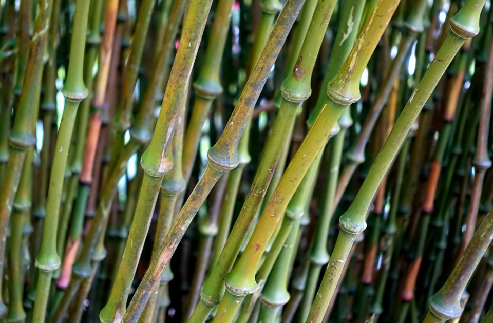 Chimonobambusa tumidissinoda - Trebah Garden - Cornwall, England - DSC01494