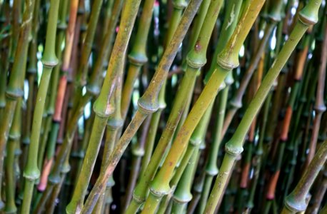 Chimonobambusa tumidissinoda - Trebah Garden - Cornwall, England - DSC01494