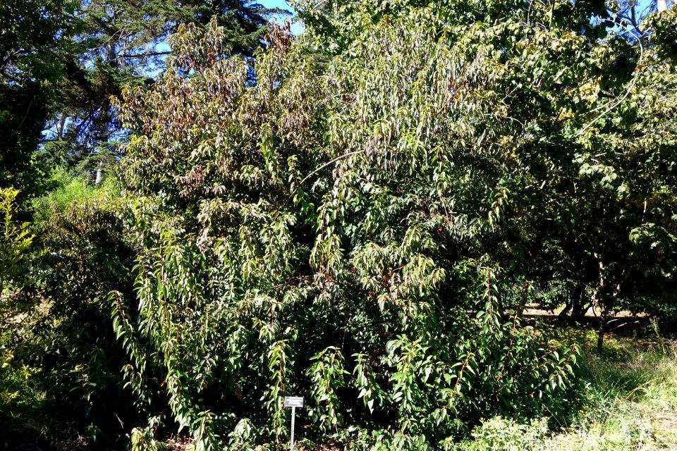 Chimonanthus praecox - San Francisco Botanical Garden - DSC09823