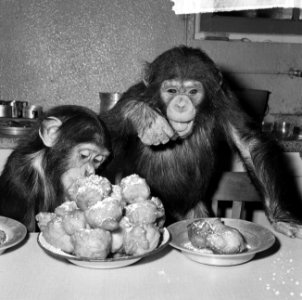Chimpansees Hilda en Tilly uit Artis, Bestanddeelnr 917-2813