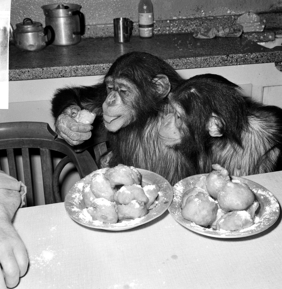 Chimpansees Tilly en Hilda uit Artis eten oliebollen, Bestanddeelnr 918-6185