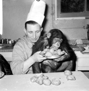 Chimpansees Tilly en Hilda uit Artis eten oliebollen, Bestanddeelnr 918-6184 photo