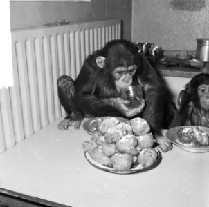 Chimpansees Hilda en Tilly uit Artis, een glaasje punch van Hilda, Bestanddeelnr 917-2805