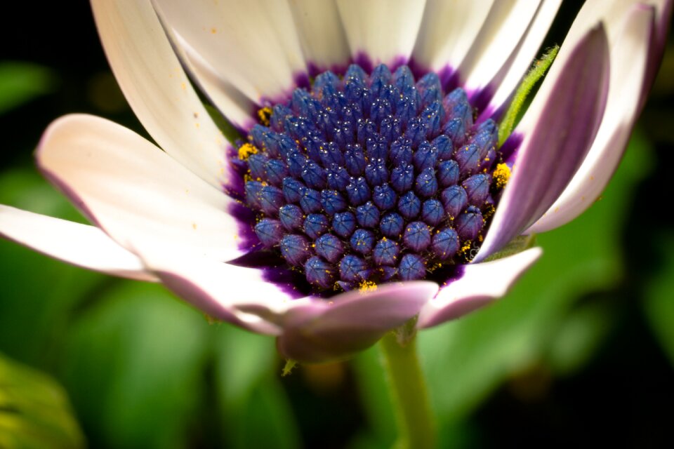 Bornholm marguerite flower white blue