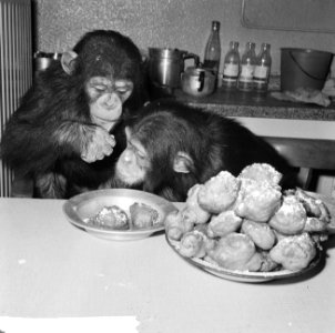 Chimpansees Hilda en Tilly uit Artis, Bestanddeelnr 917-2808