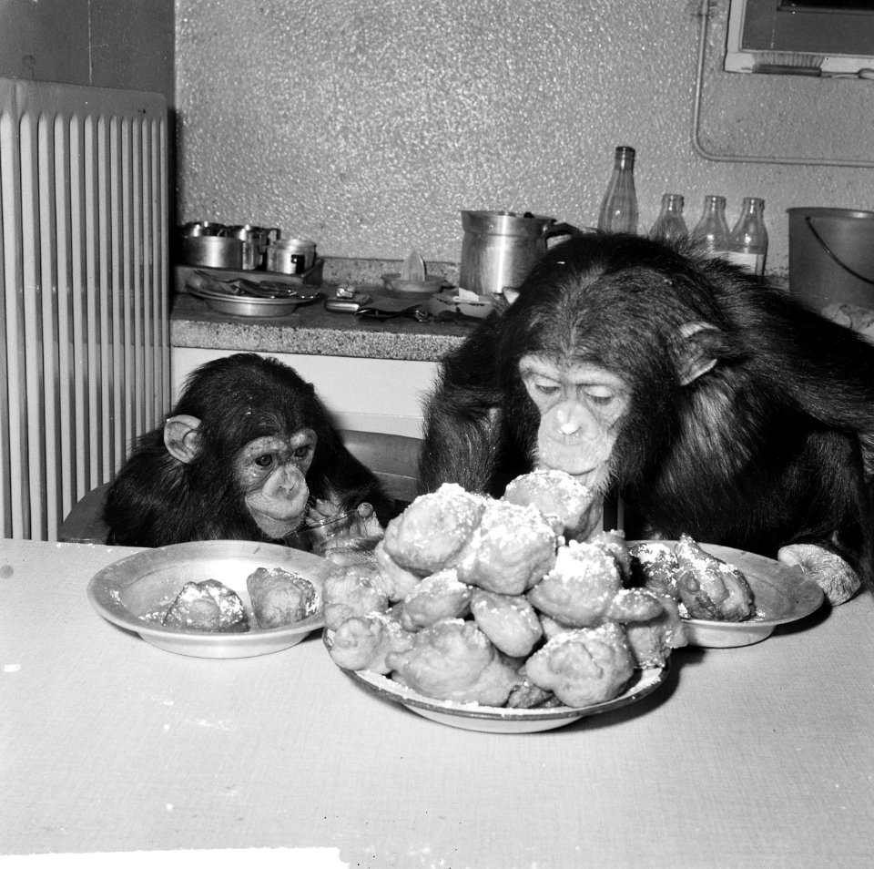 Chimpansees Hilda en Tilly uit Artis, Bestanddeelnr 917-2809