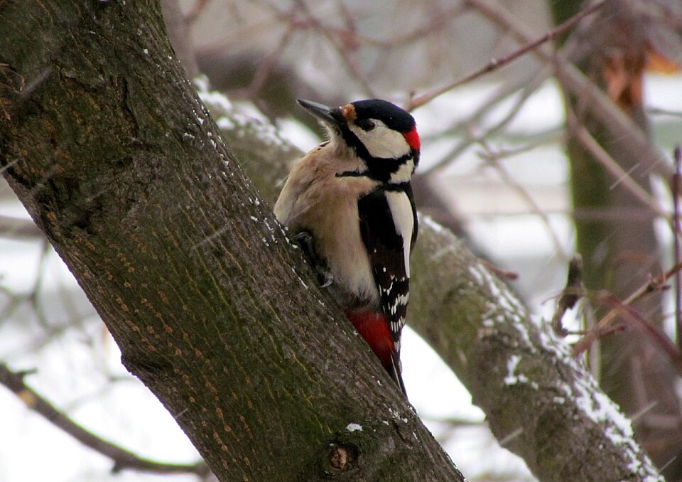 Bird woodpecker motley