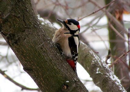 Bird woodpecker motley