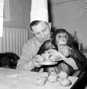 Chimpansees Tilly en Hilda uit Artis eten oliebollen, Bestanddeelnr 918-6181