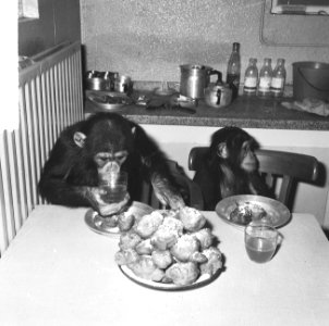 Chimpansees Hilda en Tilly uit Artis, Bestanddeelnr 917-2814
