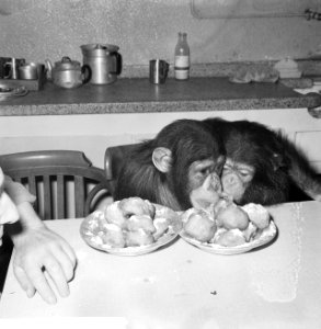 Chimpansees Tilly en Hilda uit Artis eten oliebollen, Bestanddeelnr 918-6178 photo