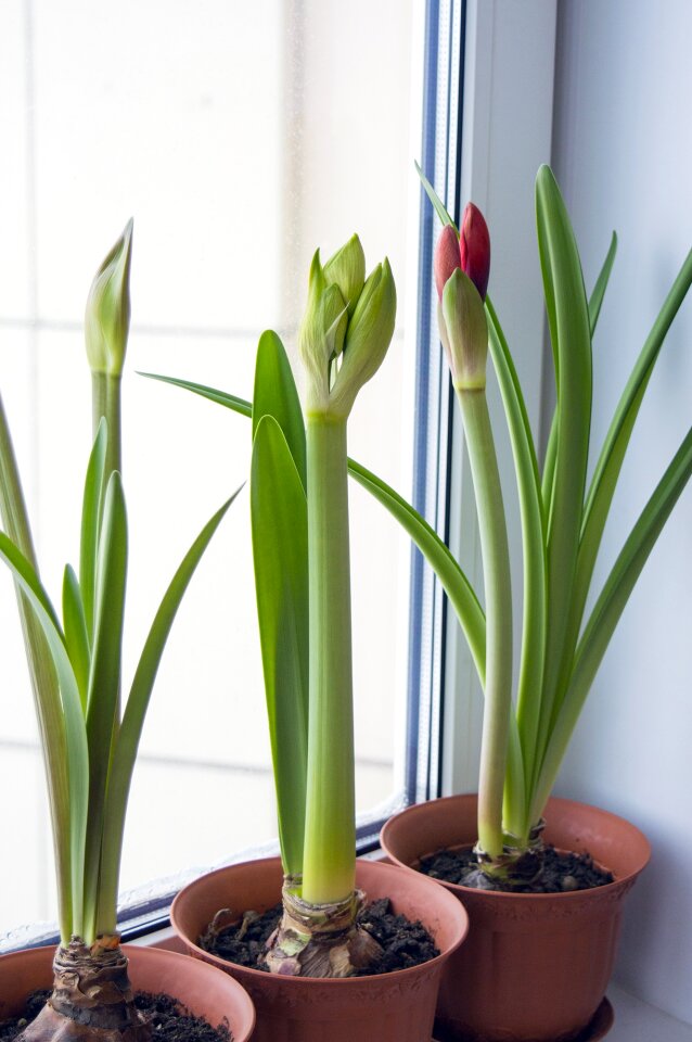 Bulbous plant flower room