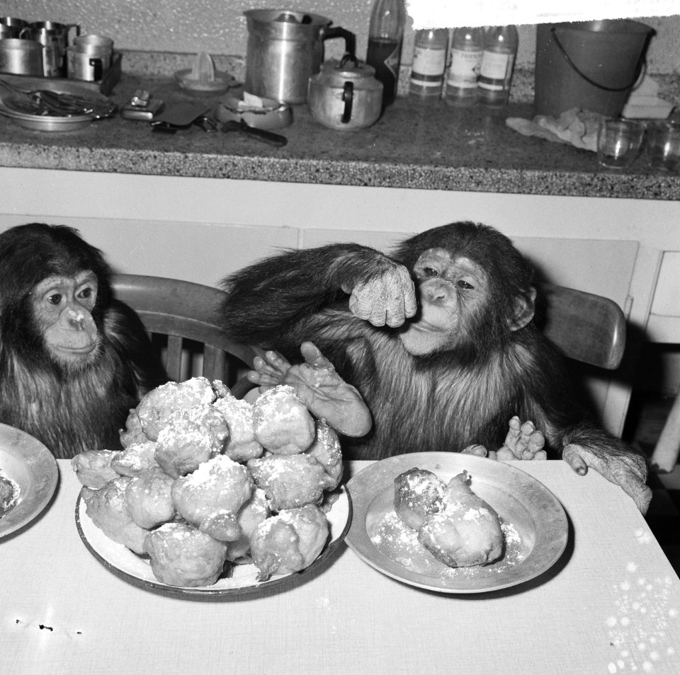 Chimpansees Hilda en Tilly uit Artis, Bestanddeelnr 917-2817