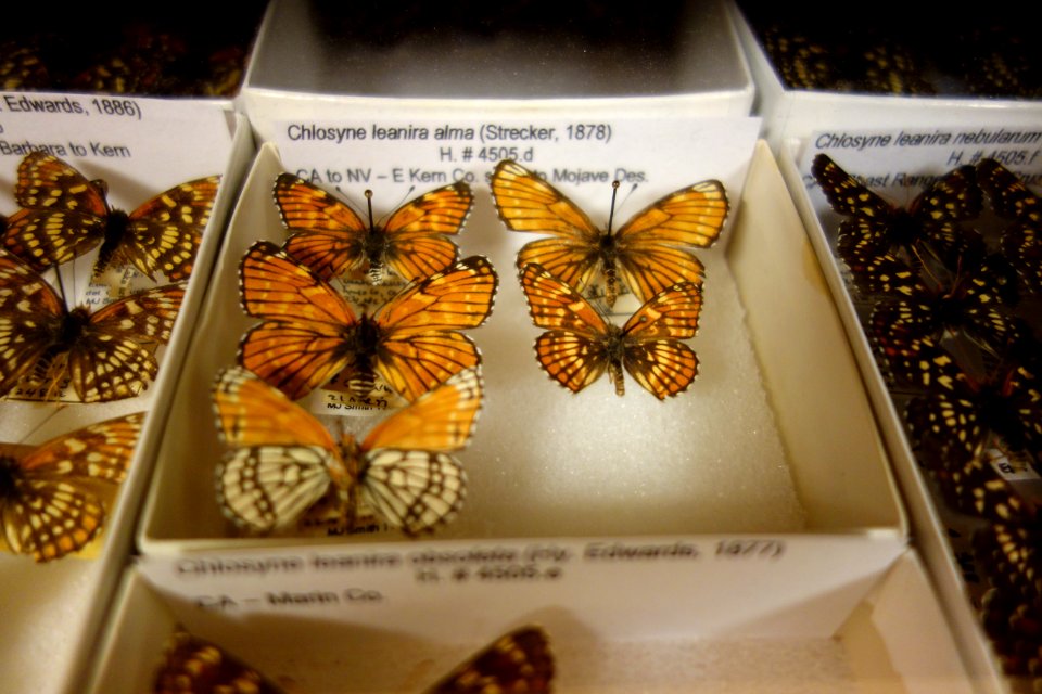 Chlosyne leanira alma - Bohart Museum of Entomology - University of California, Davis - DSC03343