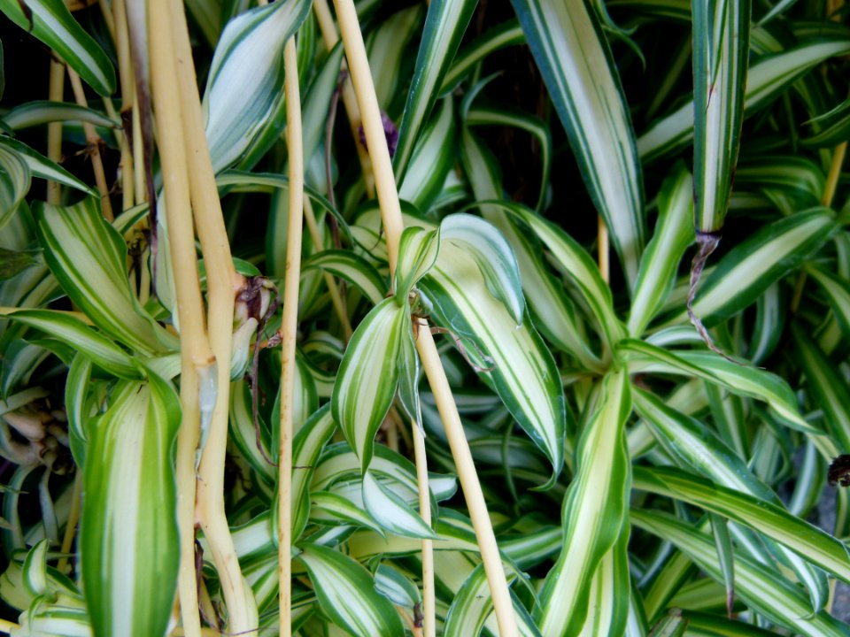 Chlorophytum comosum serres du Luxembourg